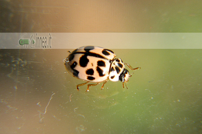 Coccinella in un vecchio mobile...